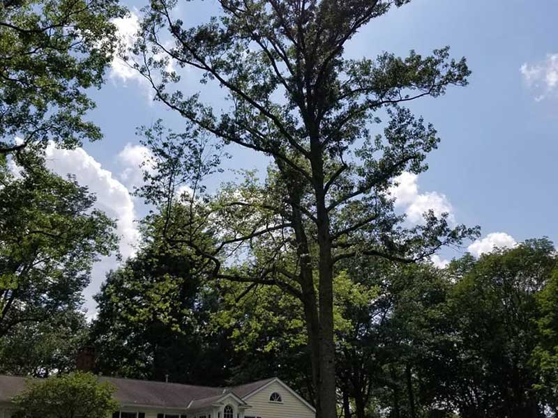 Tree Prunning Jacksonville Fl