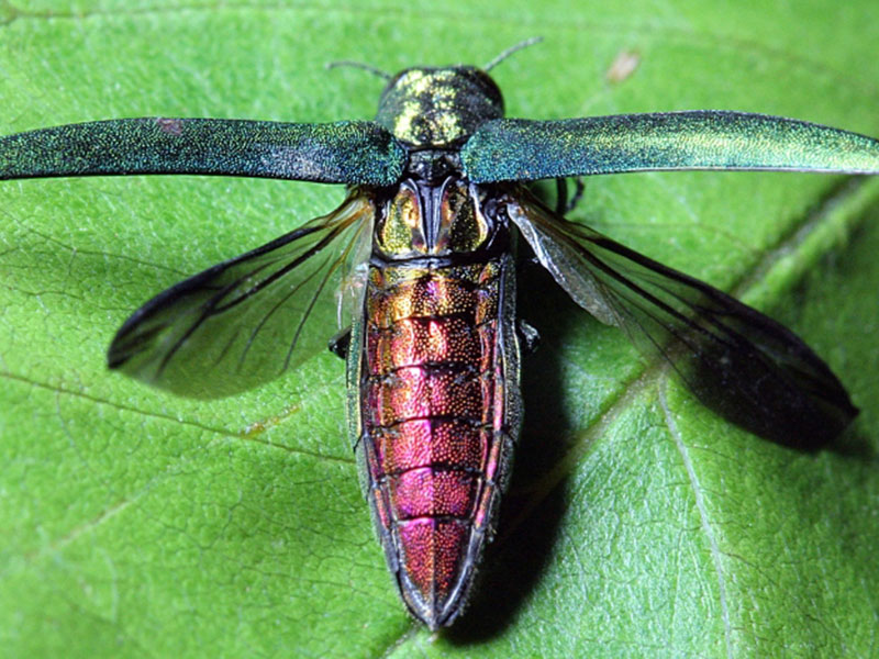 emerald ash borer princeton nj