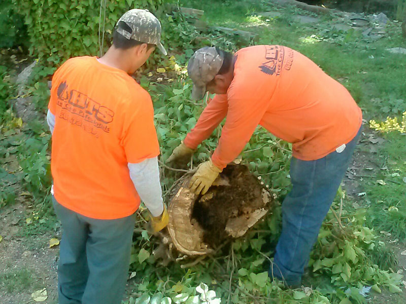 Tree Risk Assessment