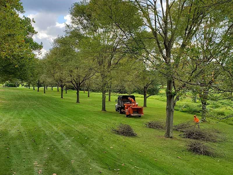 Tree Service Hamilton NJ