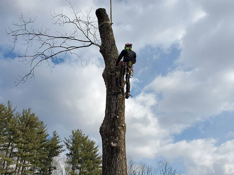 Tree removal Princeton NJ